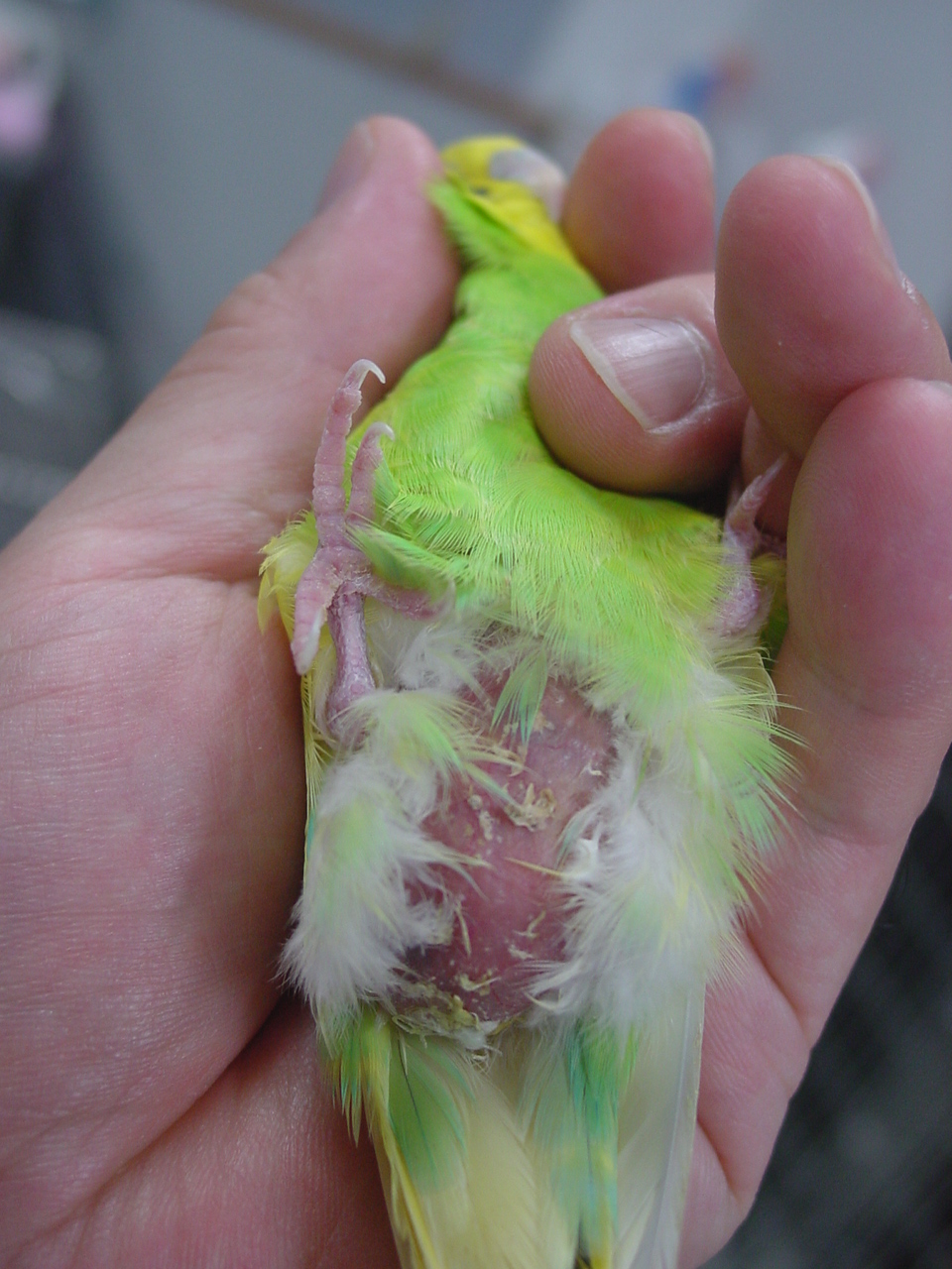 詰まり インコ 卵