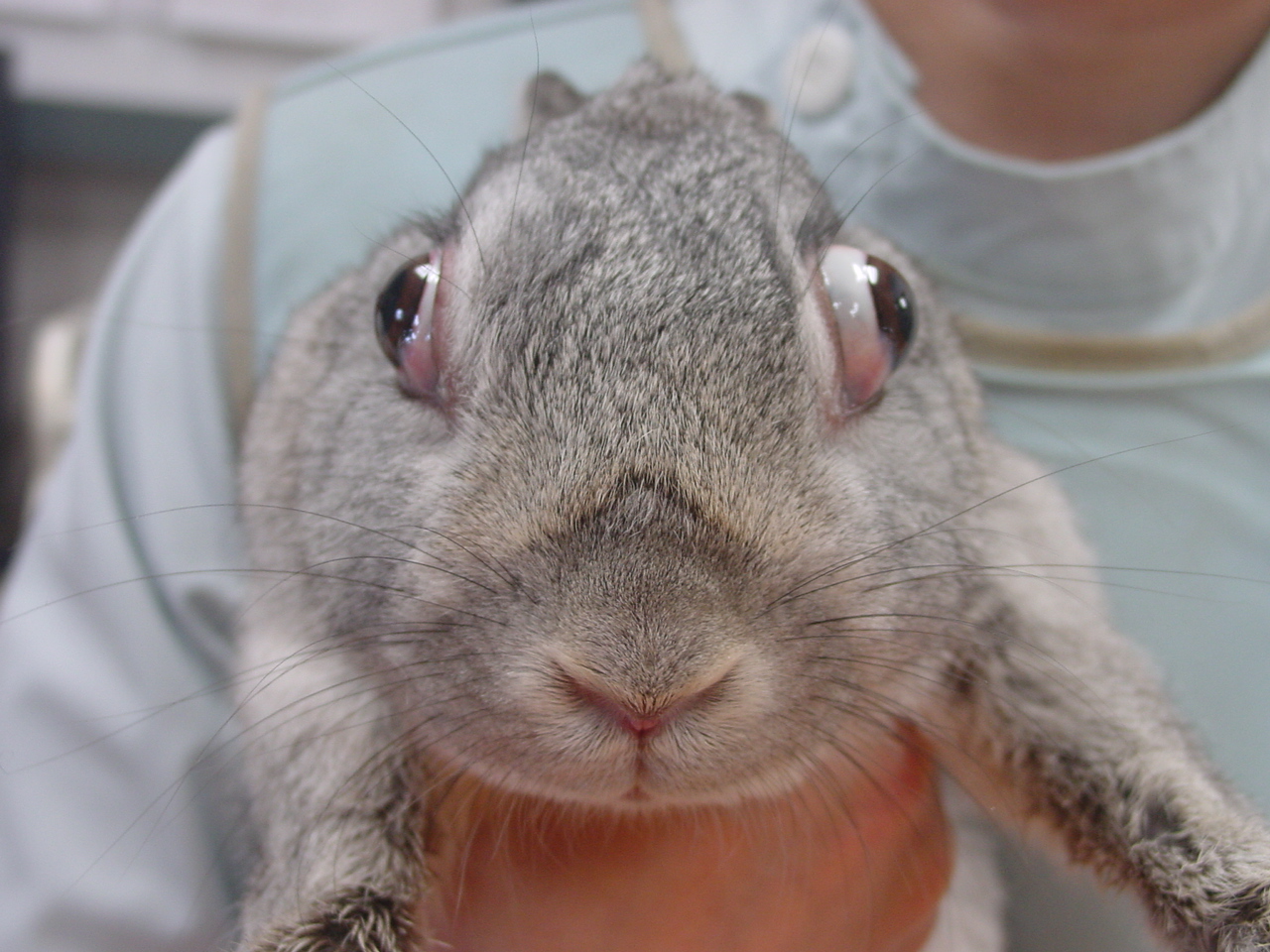 うさぎの胸線腫 オークどうぶつ病院／オークどうぶつ病院けやき（福岡市）犬・猫・エキゾチックの診察・治療／健康診断／ペットホテル／獣医師求人情報