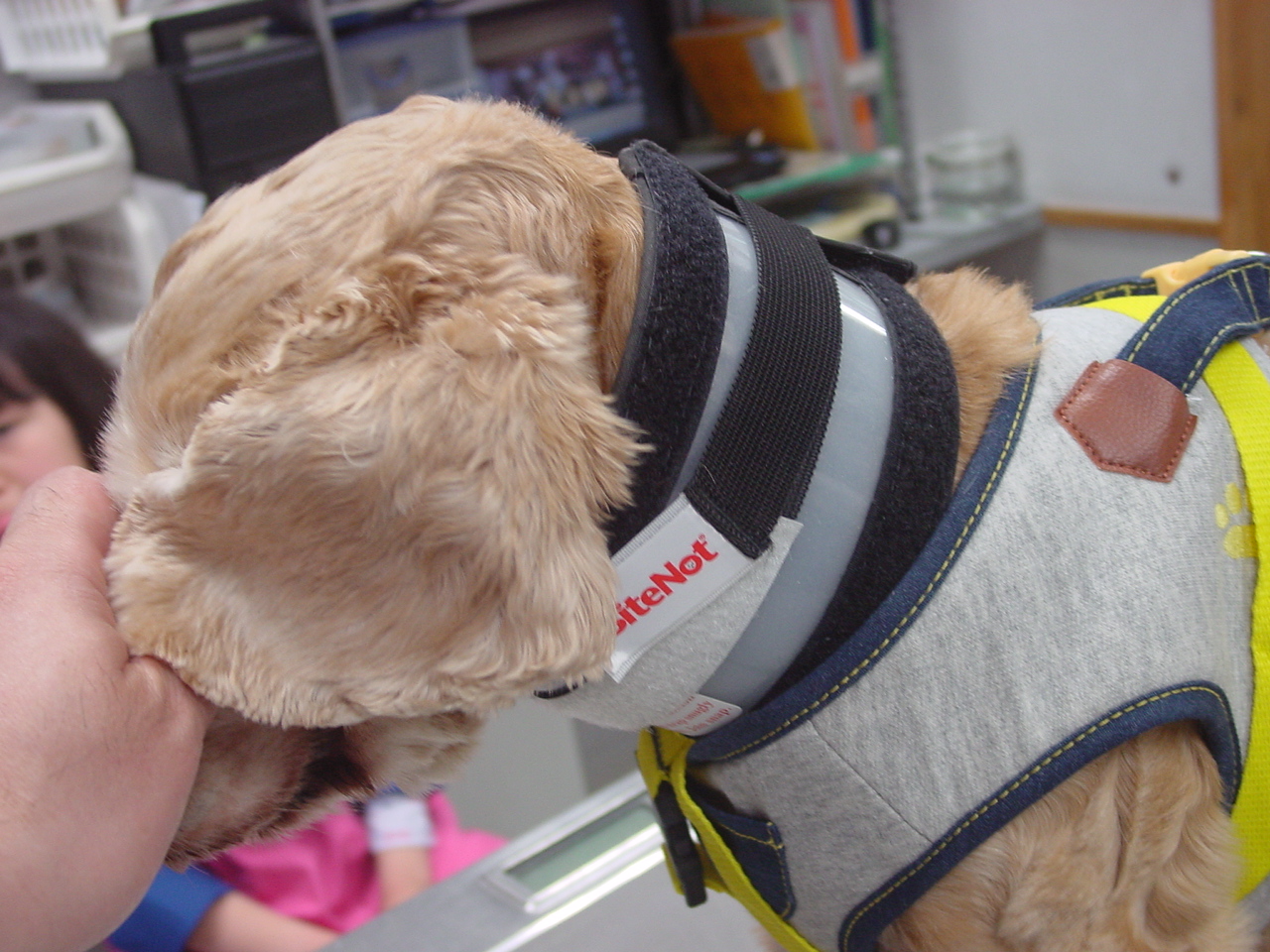 コルセット オークどうぶつ病院／オークどうぶつ病院けやき（福岡市）犬・猫・エキゾチックの診察・治療／健康診断