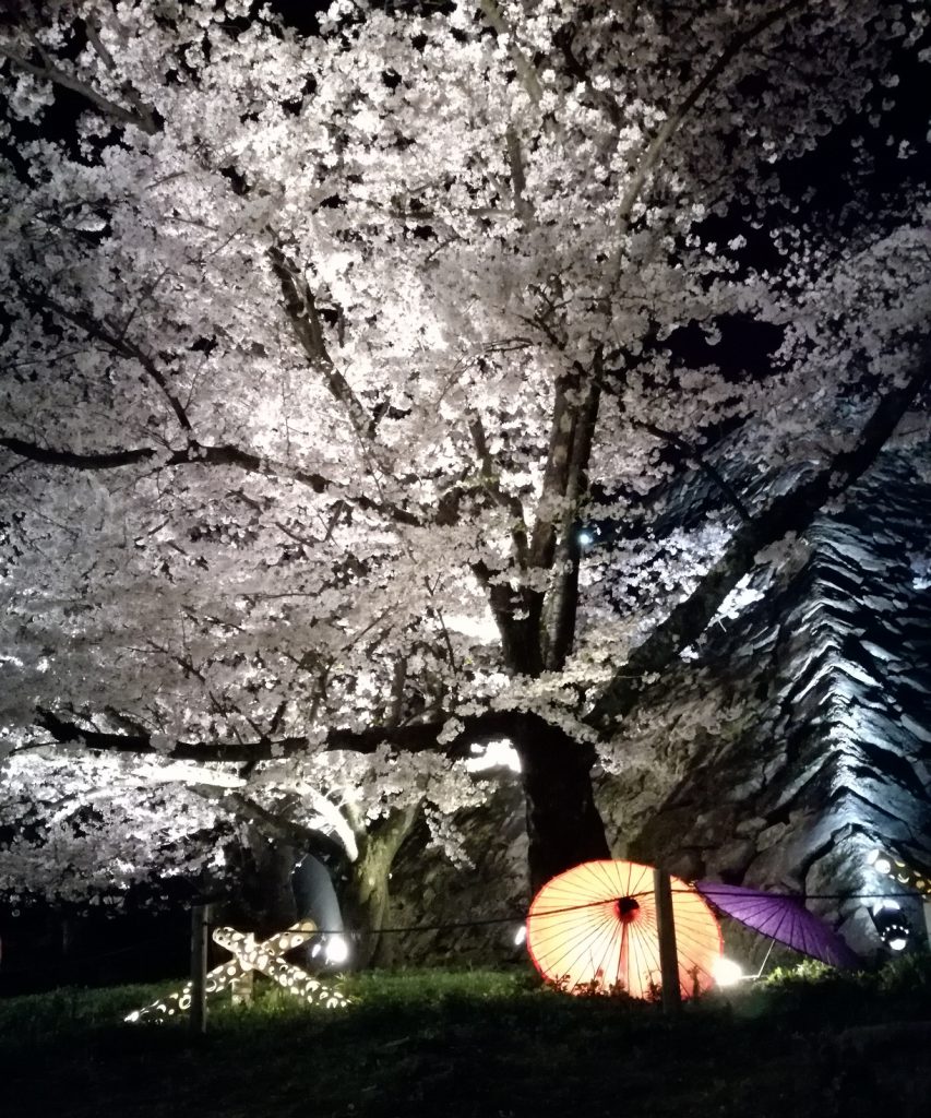 舞鶴公園さくらまつりのライトアップ
