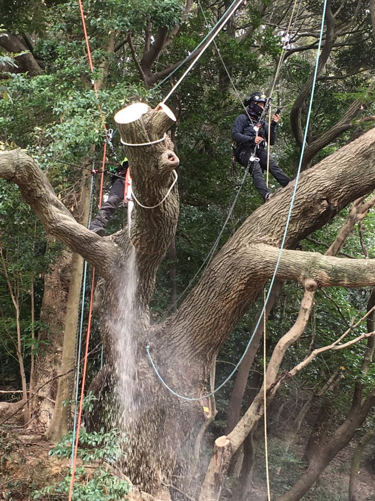 獣医師の日記 オークどうぶつ病院 オークどうぶつ病院けやき 福岡市 犬 猫 エキゾチックの診察 治療 健康診断 ペットホテル 獣医師求人情報