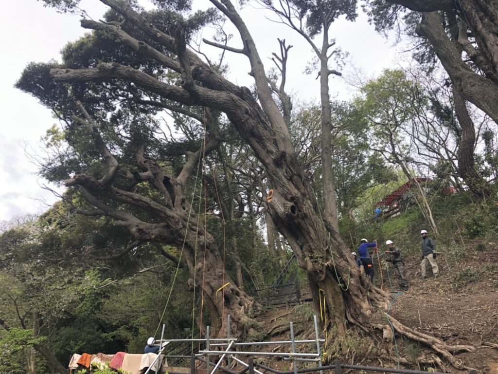 獣医師の日記 オークどうぶつ病院 オークどうぶつ病院けやき 福岡市 犬 猫 エキゾチックの診察 治療 健康診断 ペットホテル 獣医師求人情報