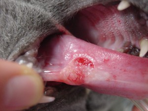 猫12歳舌扁平上皮癌