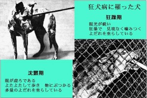 狂犬病写真