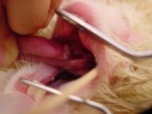 うさ舌潰瘍