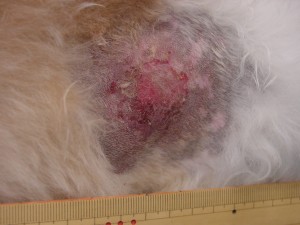DSC05571