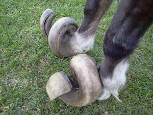 horse-shoe