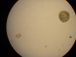 DSC06240