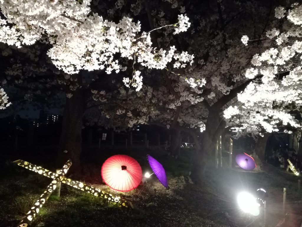 舞鶴公園さくらまつりのライトアップ