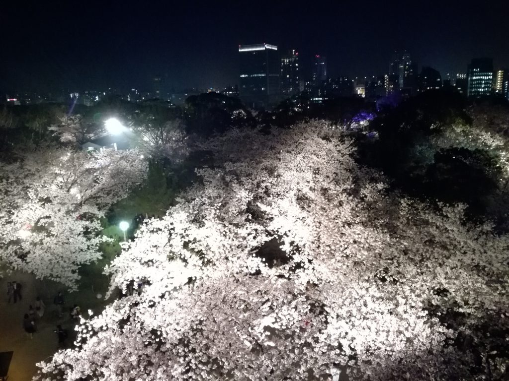 舞鶴公園さくらまつり 天守台からのさくらライトアップと夜景