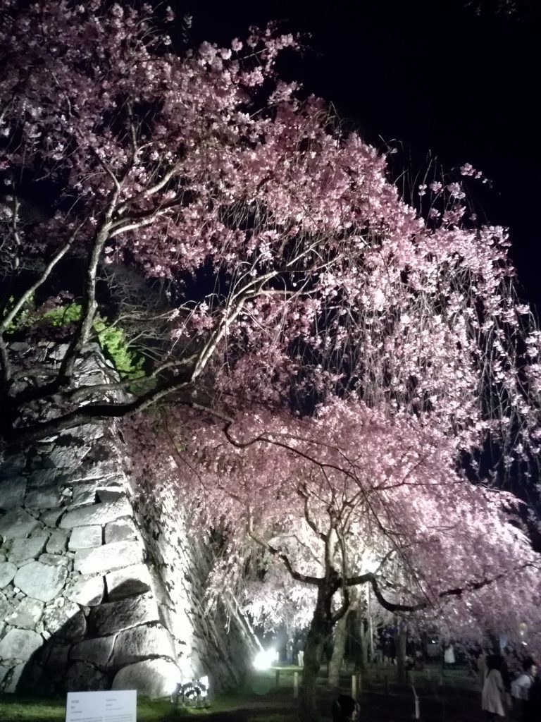 舞鶴公園さくらまつり 枝垂れ桜のライトアップ