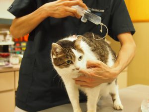 猫の慢性腎臓病　皮下点滴