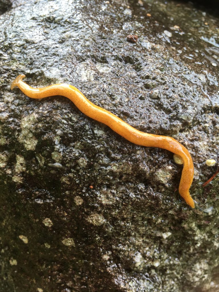 ヒルに注意/leech - オークどうぶつ病院／オークどうぶつ病院けやき（福岡市）犬・猫・エキゾチックの診察・治療／健康診断／ペットホテル