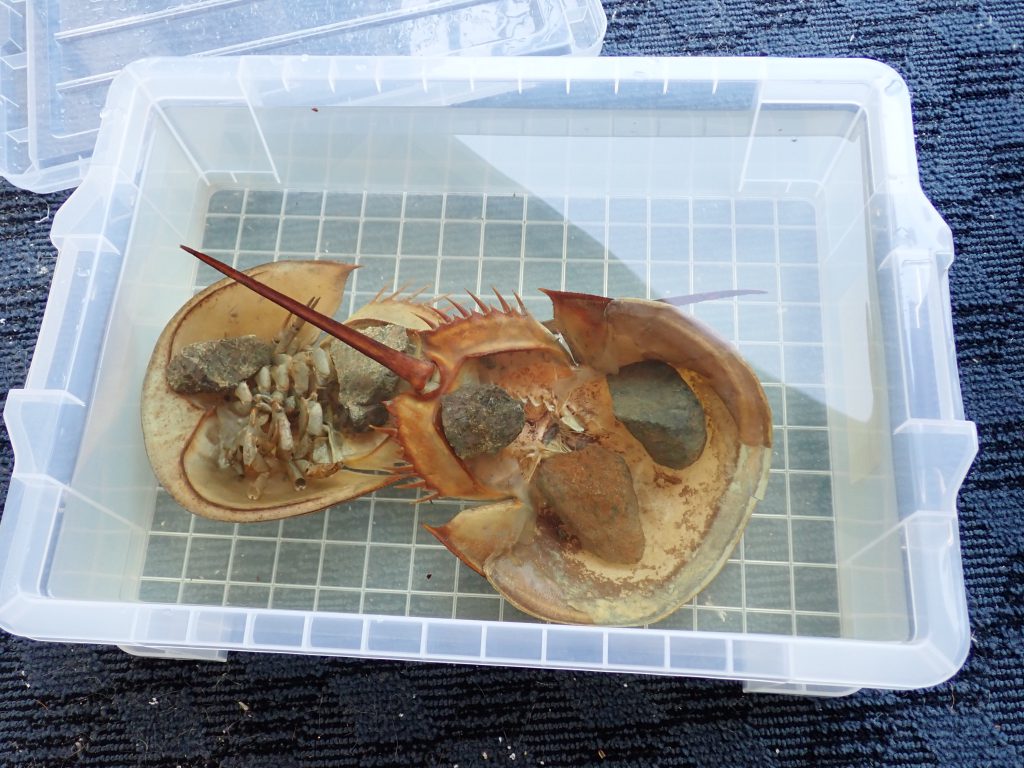 カブトガニの剥製標本 / horseshoe crabs taxidermy specimen - オーク