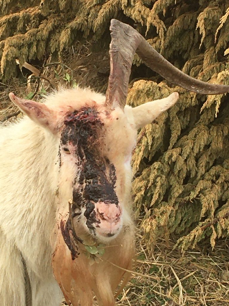 ヤギの角 Injured In A Goats Fight 2 オークどうぶつ病院 オークどうぶつ病院けやき 福岡市 犬 猫 エキゾチックの診察 治療 健康診断 ペットホテル 獣医師求人情報