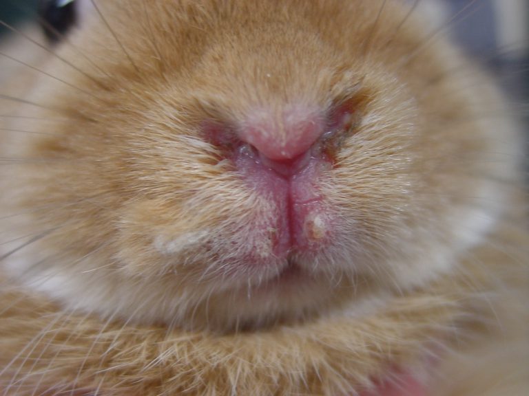 うさぎ梅毒 ② / rabbit syphilis 2 オークどうぶつ病院／オークどうぶつ病院けやき（福岡市）犬・猫・エキゾチックの診察