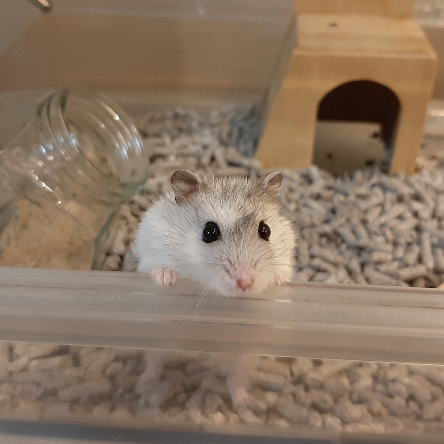 ハムスター????は虫がうじゃうじゃ  オークどうぶつ病院／オークどうぶつ病院けやき（福岡市）犬・猫・エキゾチックの診察・治療／健康診断／ペットホテル／獣医師求人情報