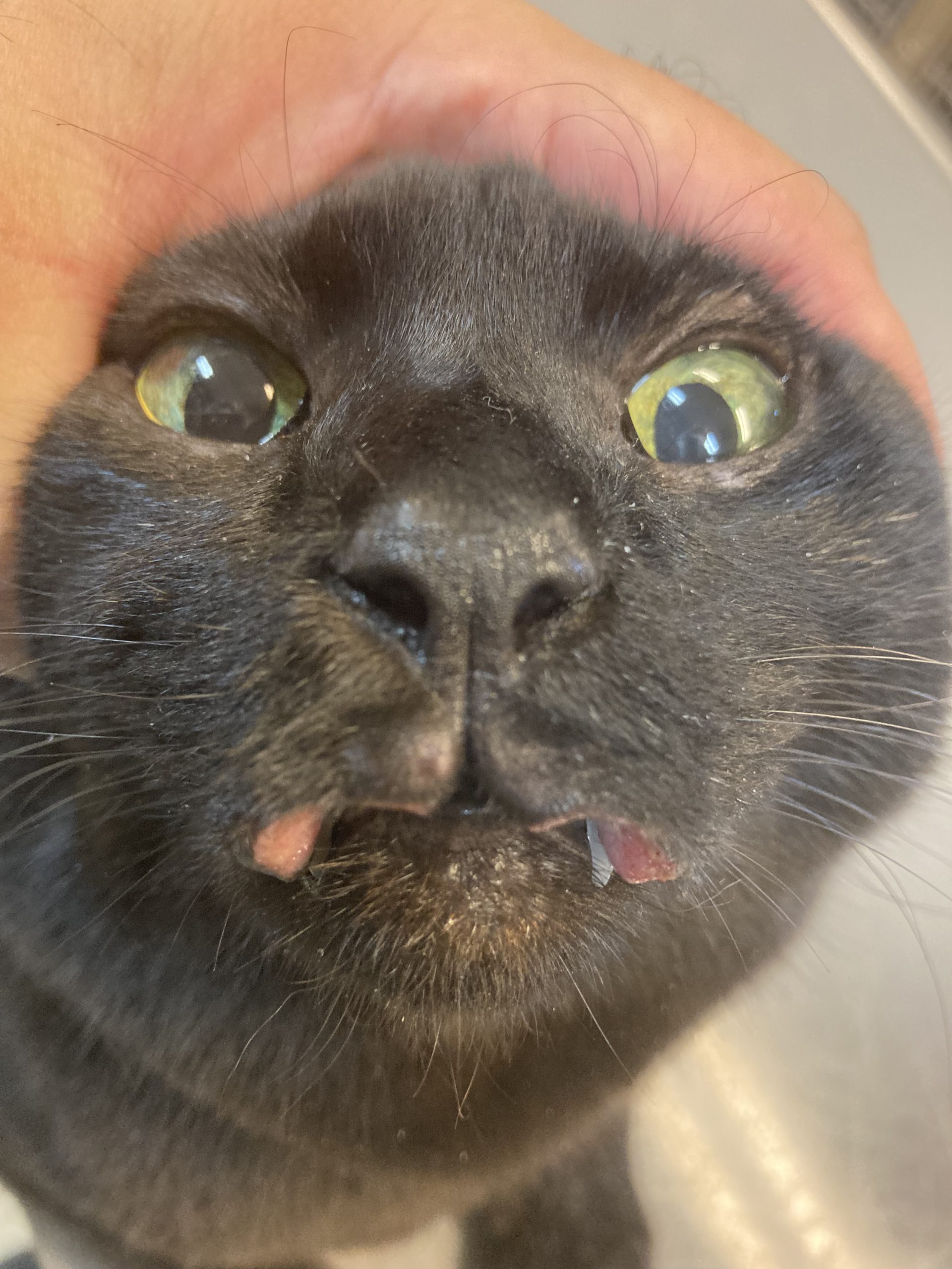 猫の唇 / feline lips オークどうぶつ病院/オークどうぶつ病院けやき(福岡市)犬・猫・エキゾチックの診察・治療/健康診断/ペットホテル/獣医師求人情報 猫の唇 / feline lips オークどうぶつ病院/オークどうぶつ病院けやき(福岡市)犬・猫・エキゾチックの診察・治療/健康診断/ペットホテル/獣医師求人情報