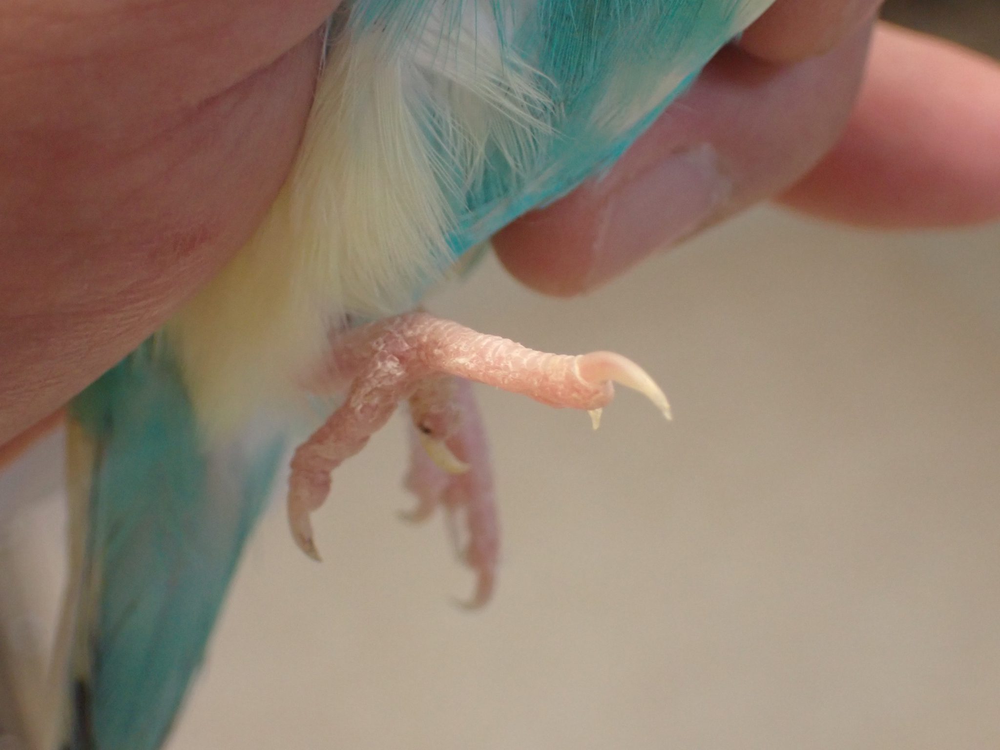 セキセイインコの疥癬症 / budgerigar scabies オークどうぶつ病院/オークどうぶつ病院けやき(福岡市)犬・猫・エキゾチックの診察・治療/健康診断/ペットホテル/獣医師求人情報 セキセイインコの疥癬症 / budgerigar scabies オークどうぶつ病院/オークどうぶつ病院けやき(福岡市)犬・猫・エキゾチックの診察・治療/健康診断/ペットホテル/獣医師求人情報