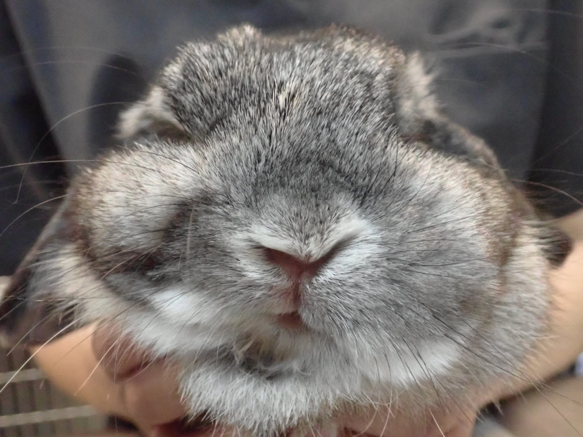 ウサギの顔面神経麻痺 / rabbit facial paralysis オークどうぶつ病院／オークどうぶつ病院けやき（福岡市）犬・猫・エキゾチックの診察・治療／健康診断／ペットホテル