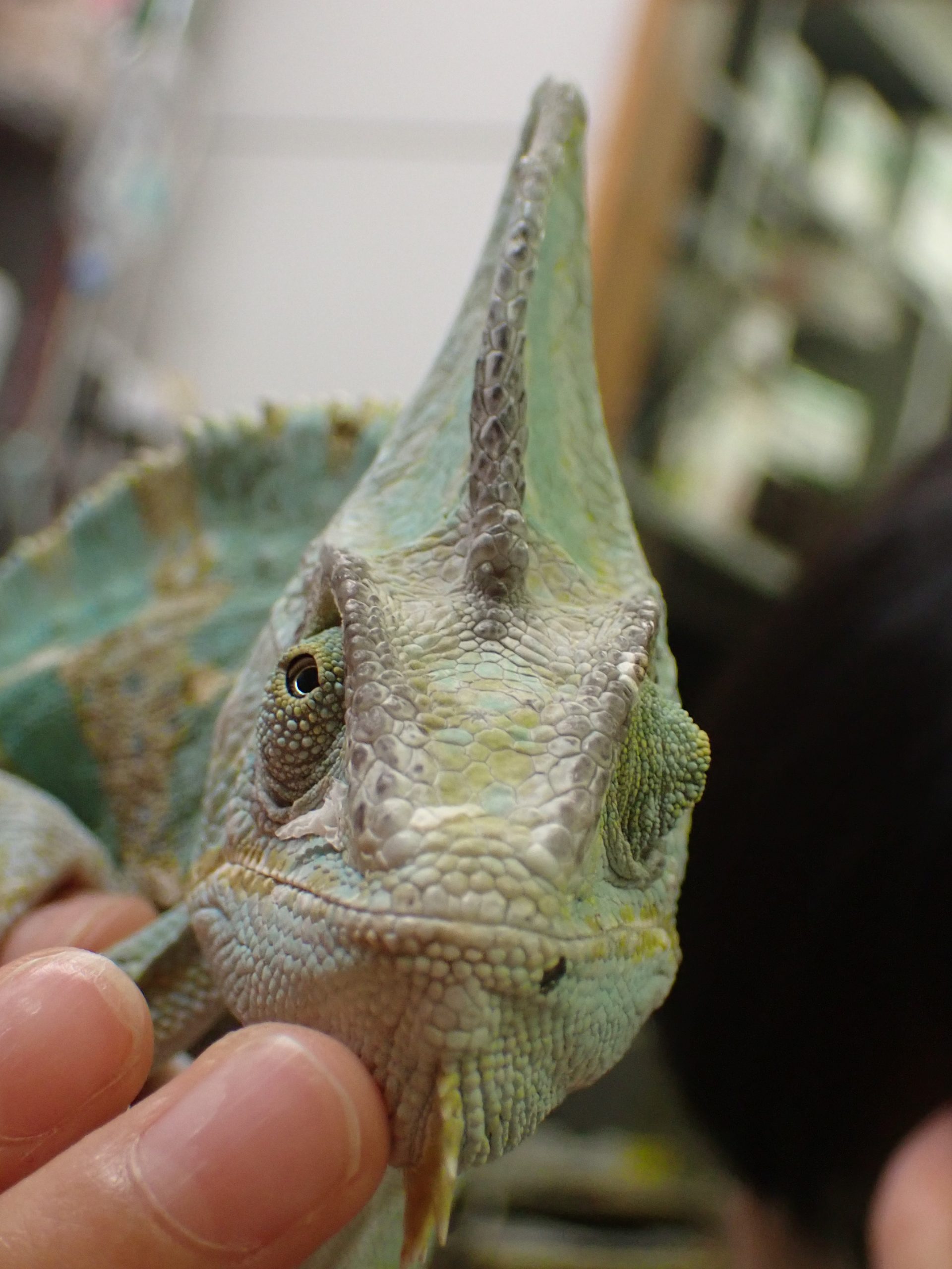 イグアナ　カメレオン　爬虫類 カメレオン イグアナ 爬虫類 - Pixabayの無料写真