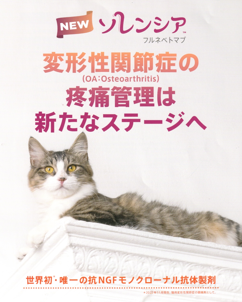 猫ちゃんの健康寿命を延ばす～関節炎の注射『ソレンシア』新発売