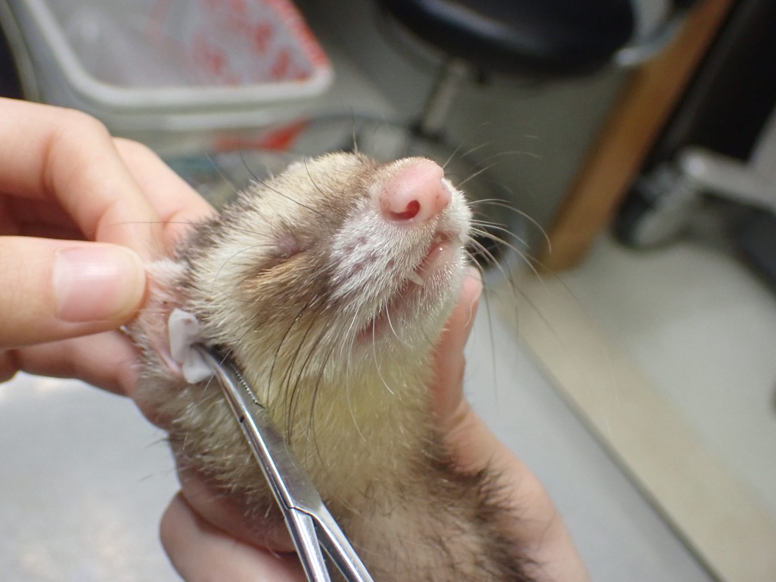 フェレットの耳掃除 / ferret’s ear cleaning オークどうぶつ病院／オークどうぶつ病院けやき（福岡市）犬・猫