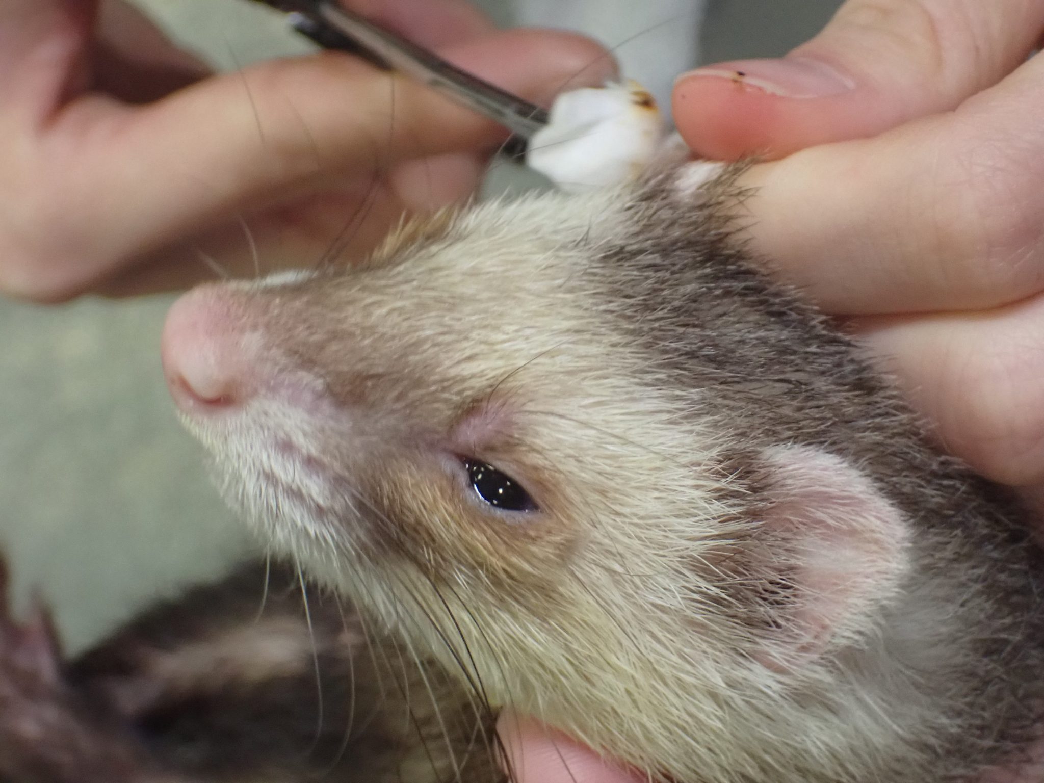 フェレットの耳掃除 / ferret’s ear cleaning オークどうぶつ病院／オークどうぶつ病院けやき（福岡市）犬・猫