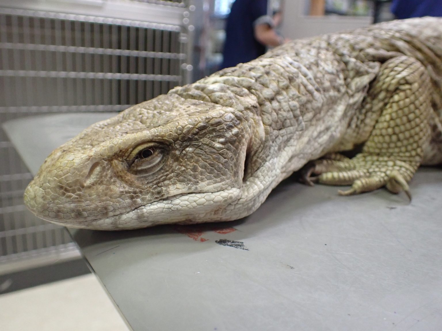 瀕死のトカゲ / dying lizard - オークどうぶつ病院／オークどうぶつ病院けやき（福岡市）犬・猫・エキゾチックの診察・治療／健康 ...